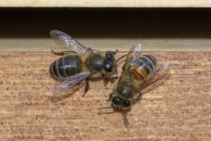 Zwei Honigbienen in Zürich Wiedikon.